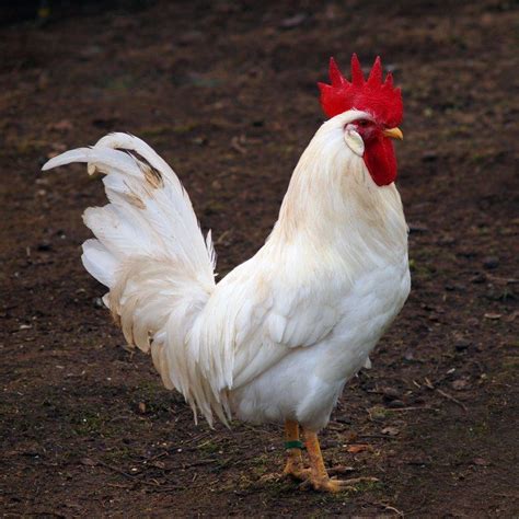 Novogen rooster  Sex-linked chickens are hybrid birds, meaning crossbreeds of heritage or purebred chickens